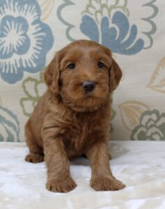 Puppy culture puppies available Oregon Washington