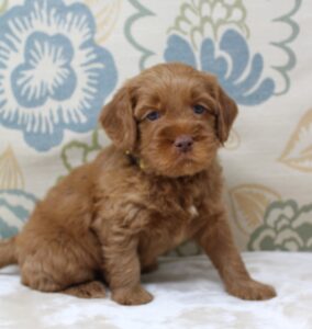 Puppy Culture labradoodles therpy dogs red labradoodles