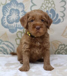 red labradoodle puppies available now Oregon Washington