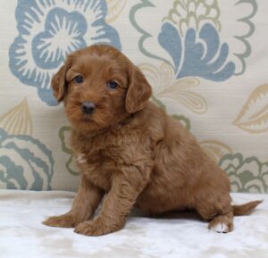 Puppy Culture labradoodles Oregon Washington