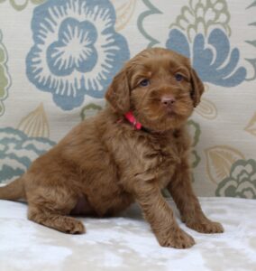 best Oregon labradoodle breeder