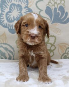 Oregon puppy culture labradoodle breeder puppies now