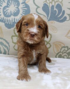red labradoodle puppies available Oregon Washington