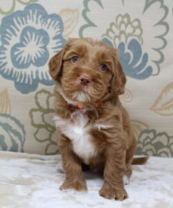 Oregon best puppy breeder labradoodles Puppy Culture