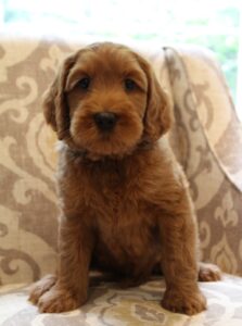 medium red labradoodle puppies available