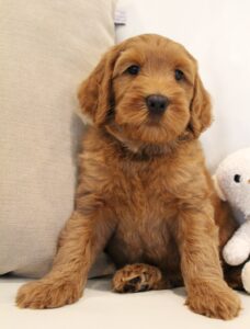 best Oregon labradoodles puppies now red