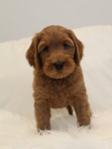 Washington labradoodles red puppies now