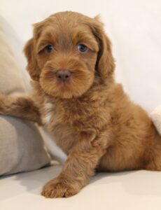 labradoodles available medium reds