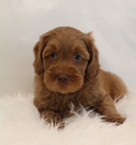 best Oregon labradoodle breeder