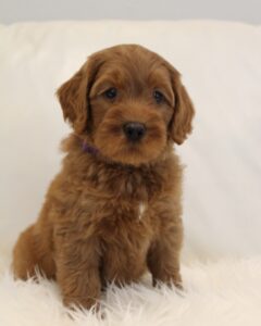 red labradoodle puppies available now