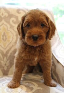 Portland Oregon Puppy Culture breeder labradoodles