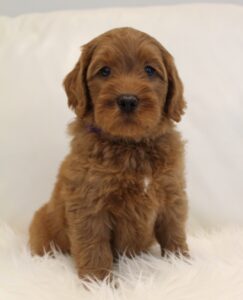 Oregon Puppy Culture breeder puppies now