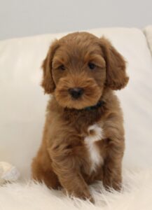 Vancouver Portland Salem labradoodle puppies available medium red