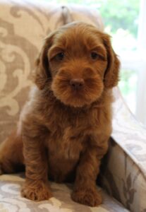 Oregon Washington Portland labradoodle puppies available