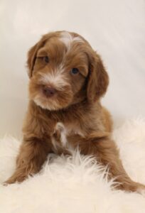 Oregon labradoodle Bio sensor breeder puppies now