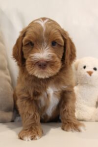 red labradoodle puppies available