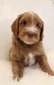 labradoodle puppies available red biosensor Puppy Culture puppies