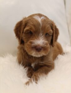 Oregon breeder biosensor labradoodle puppies best