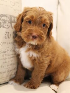 best Washington labradoodle breeder red puppies