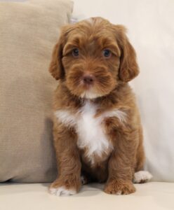 biosensor breeder puppies Puppy Culture