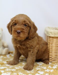 red labradoodles puppies Oregon Washington