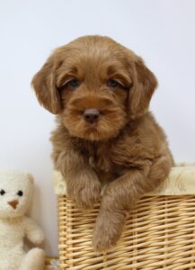 best Oregon labradoodle breeder red puppies now