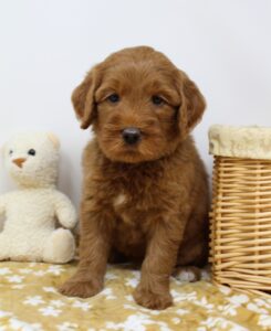 Oregon Puppy Culture therapy puppies now red labradoodles