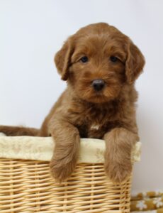 Puppy Culture puppies labradoodle breeder