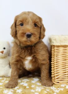 Oregon labradoodle breeder puppies available