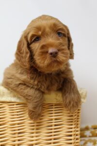 Oregon Portland labradoodles best breeder