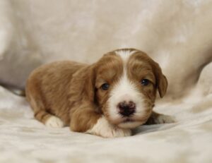 Oregon Washington Puppy Culture breeder labradoodles
