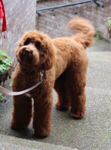 Nellie outside 5