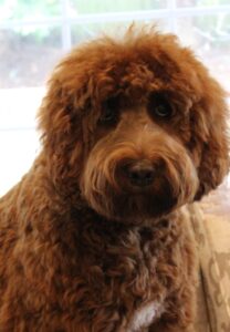 Nellie window closeup Nellie brings us large reds