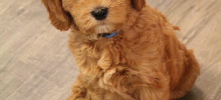 labradoodle guardianship program