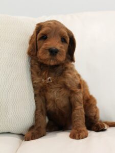 guardianship labradoodle puppy available