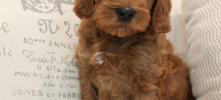 red labradoodle puppies Oregon