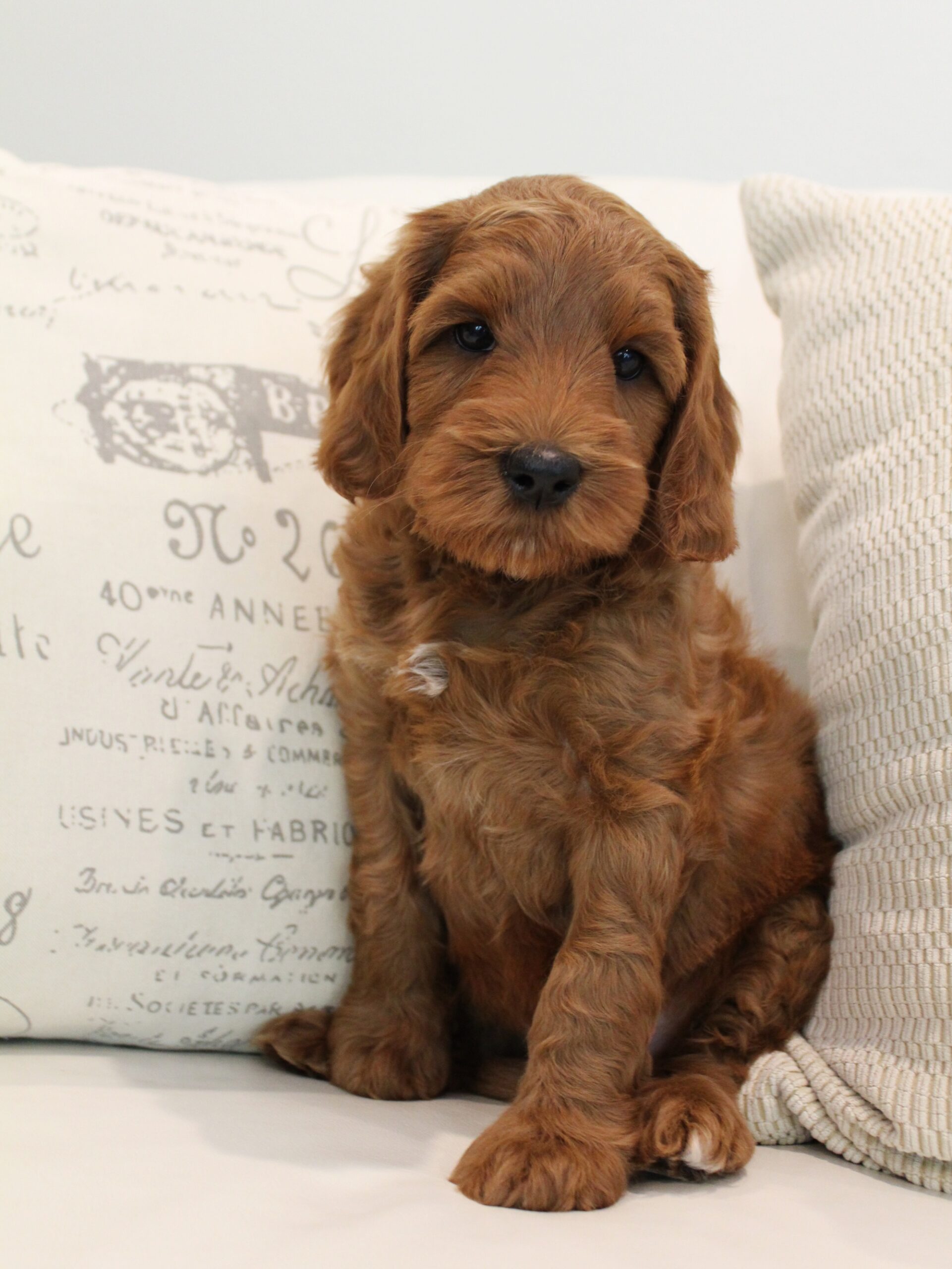 Watson brings us mini red puppies - Valley Vineyard Labradoodles