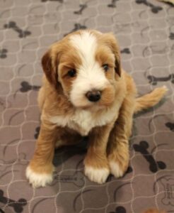 labradoodle puppies available
