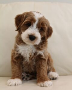 Seven weeks Asher 1 Oregon therapy puppies available nonshedding