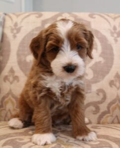 Six weeks Asher 2 taking puppy reservations