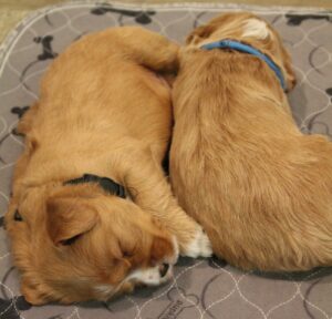 best labradoodle puppies