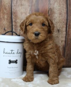 red labradoodle puppies available Portland Oregon 