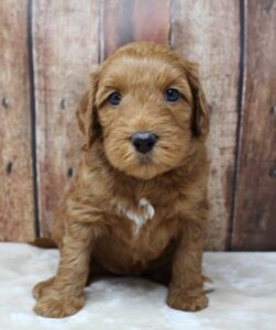 Sadie and Tucker's puppies are growing up