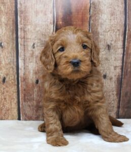 Sadie and Tucker's puppies are growing up