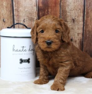 red labradoodles puppies available now