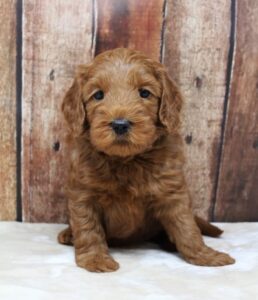 Newberg Oregon labradoodles available puppies