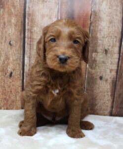 best Australian labradoodle puppies 