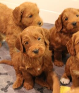 red labradoodle puppies best labradoodles