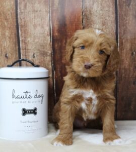 Alaa puppies available now therapy dogs