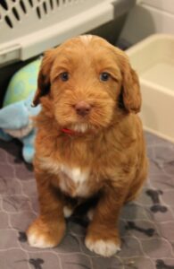 Oregon therapy dogs Puppy Culture breeder